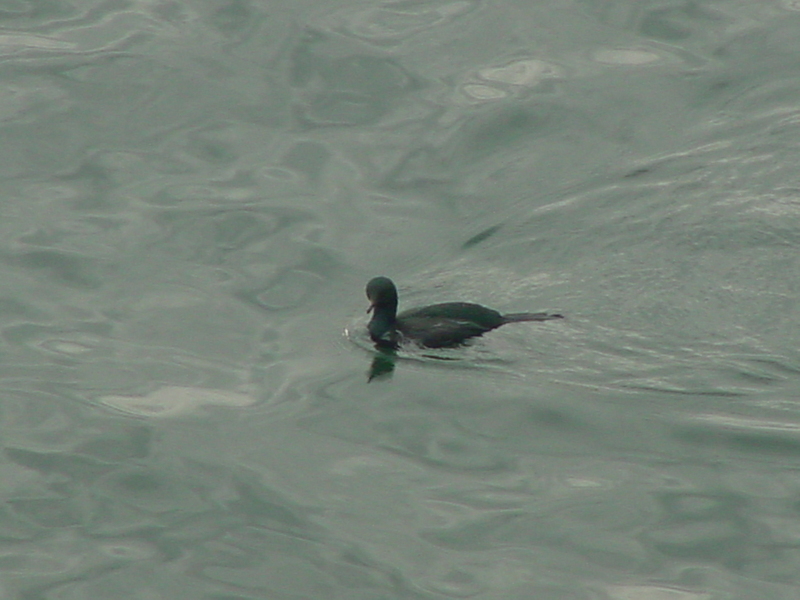 Cormorant?; DISPLAY FULL IMAGE.