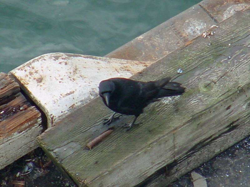 Common Raven; DISPLAY FULL IMAGE.