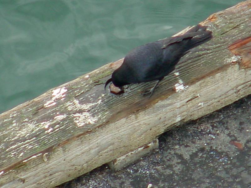 Common Raven; DISPLAY FULL IMAGE.