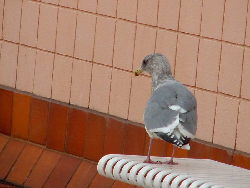 American Herring Gull on wastebasket; DISPLAY FULL IMAGE.