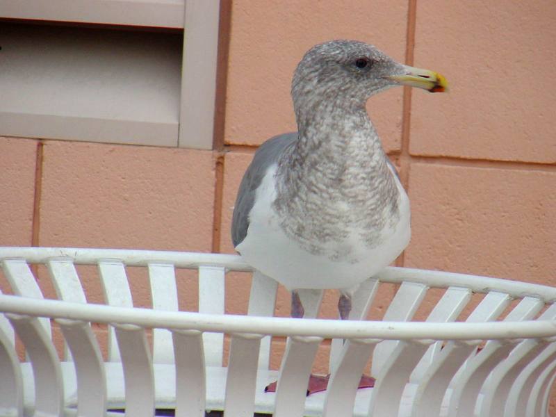 American Herring Gull on wastebasket; DISPLAY FULL IMAGE.