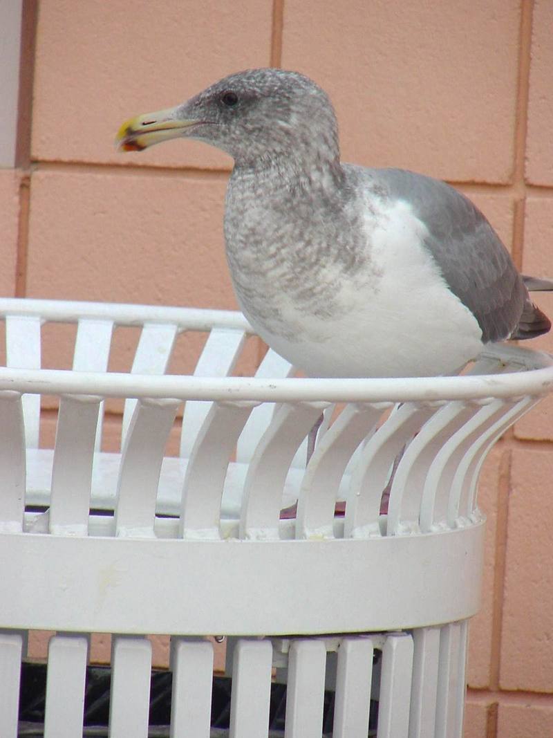 American Herring Gull on wastebasket; DISPLAY FULL IMAGE.