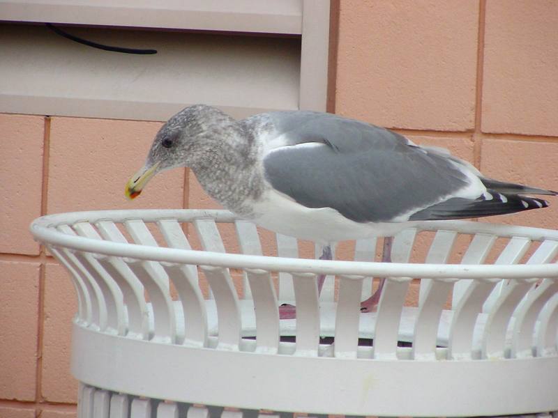 American Herring Gull on wastebasket; DISPLAY FULL IMAGE.