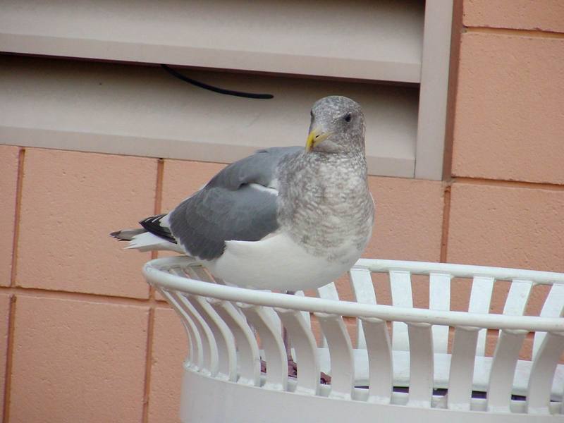 American Herring Gull on wastebasket; DISPLAY FULL IMAGE.