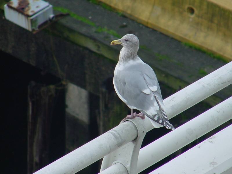 American Herring Gull; DISPLAY FULL IMAGE.