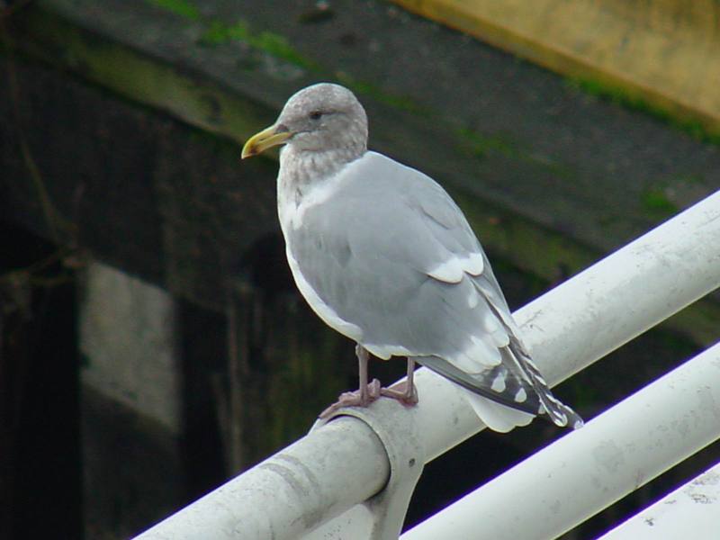 American Herring Gull; DISPLAY FULL IMAGE.
