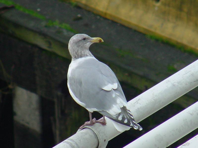 American Herring Gull; DISPLAY FULL IMAGE.