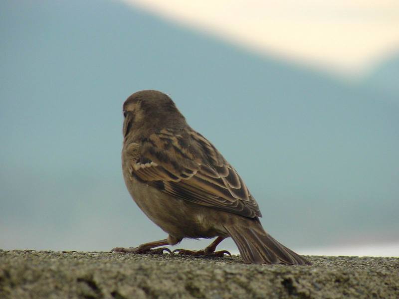 House Sparrow; DISPLAY FULL IMAGE.