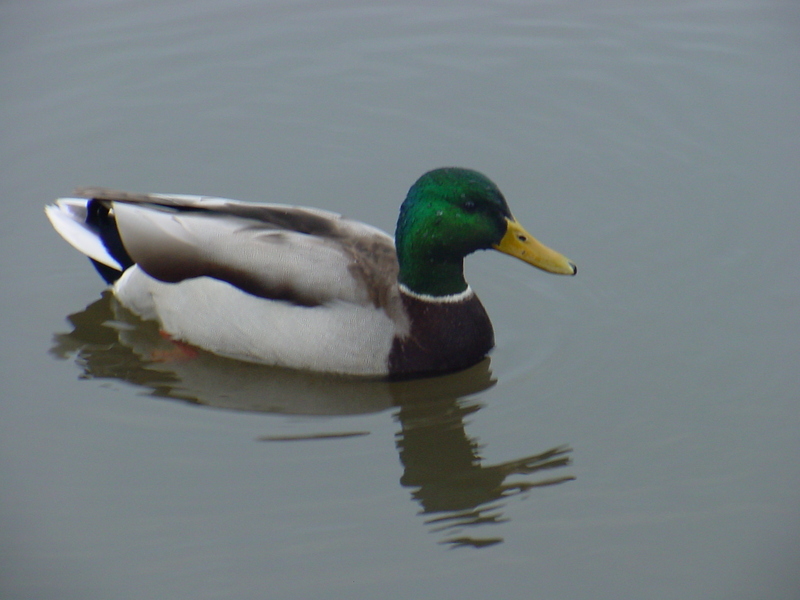 Mallard drake; DISPLAY FULL IMAGE.