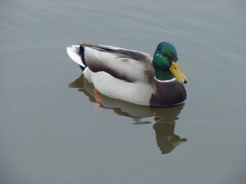 Mallard drake - Anas platyrhynchos; DISPLAY FULL IMAGE.