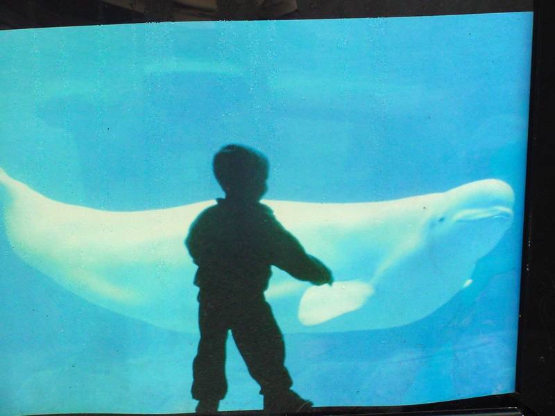 Beluga whale - Delphinapterus leucas; DISPLAY FULL IMAGE.