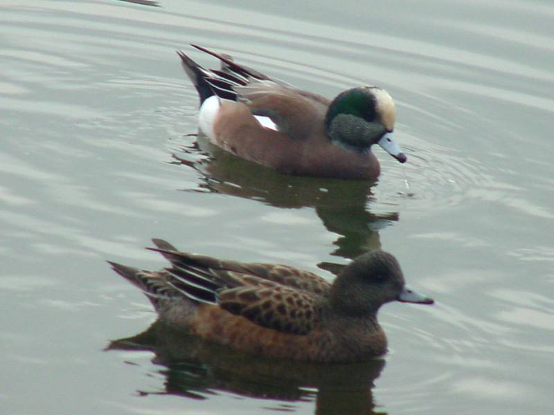 American Wigeons; DISPLAY FULL IMAGE.