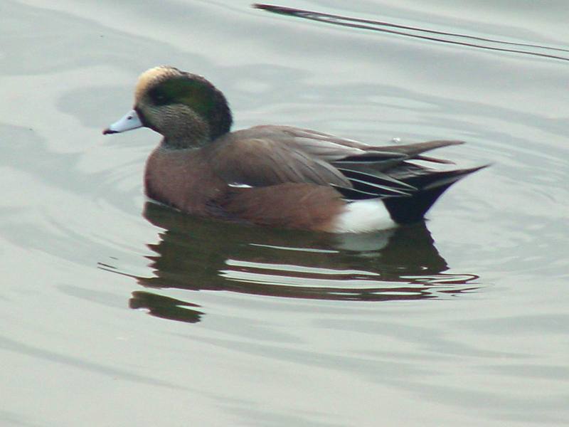 American Wigeon; DISPLAY FULL IMAGE.