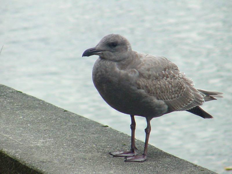 American Herring Gull; DISPLAY FULL IMAGE.