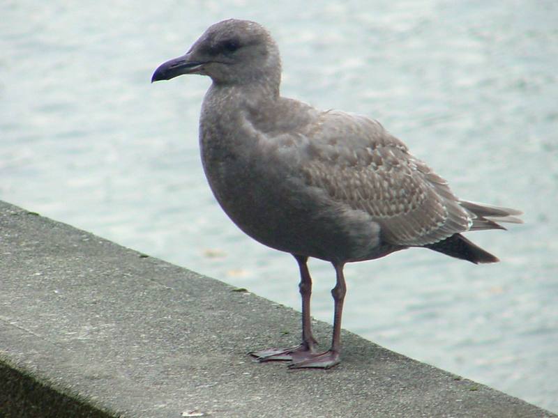 American Herring Gull; DISPLAY FULL IMAGE.