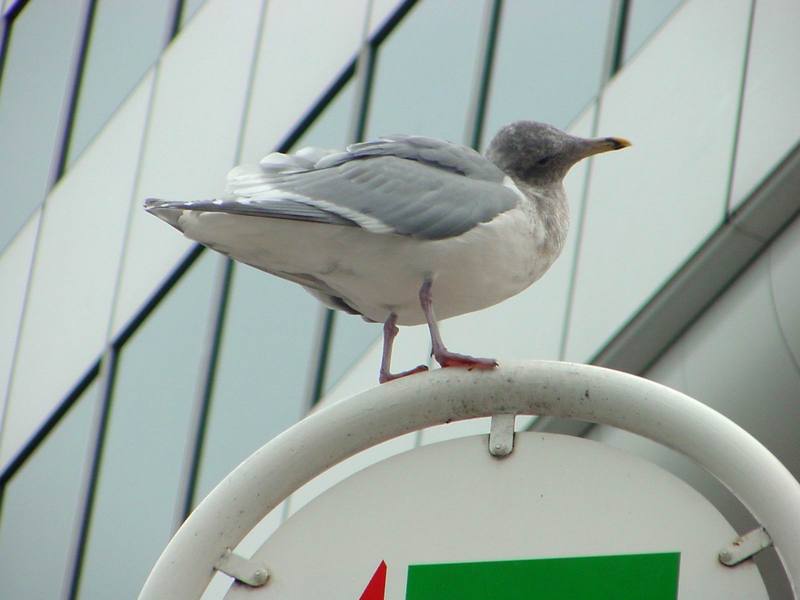 Herring gull; DISPLAY FULL IMAGE.