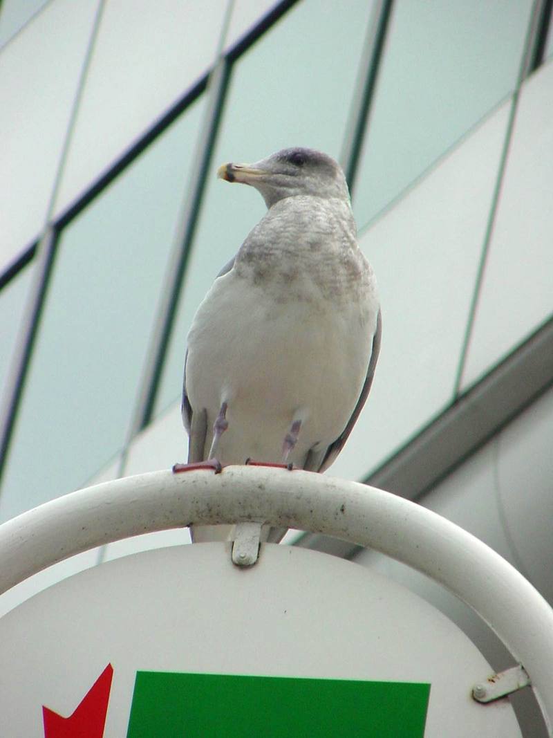 Herring gull; DISPLAY FULL IMAGE.