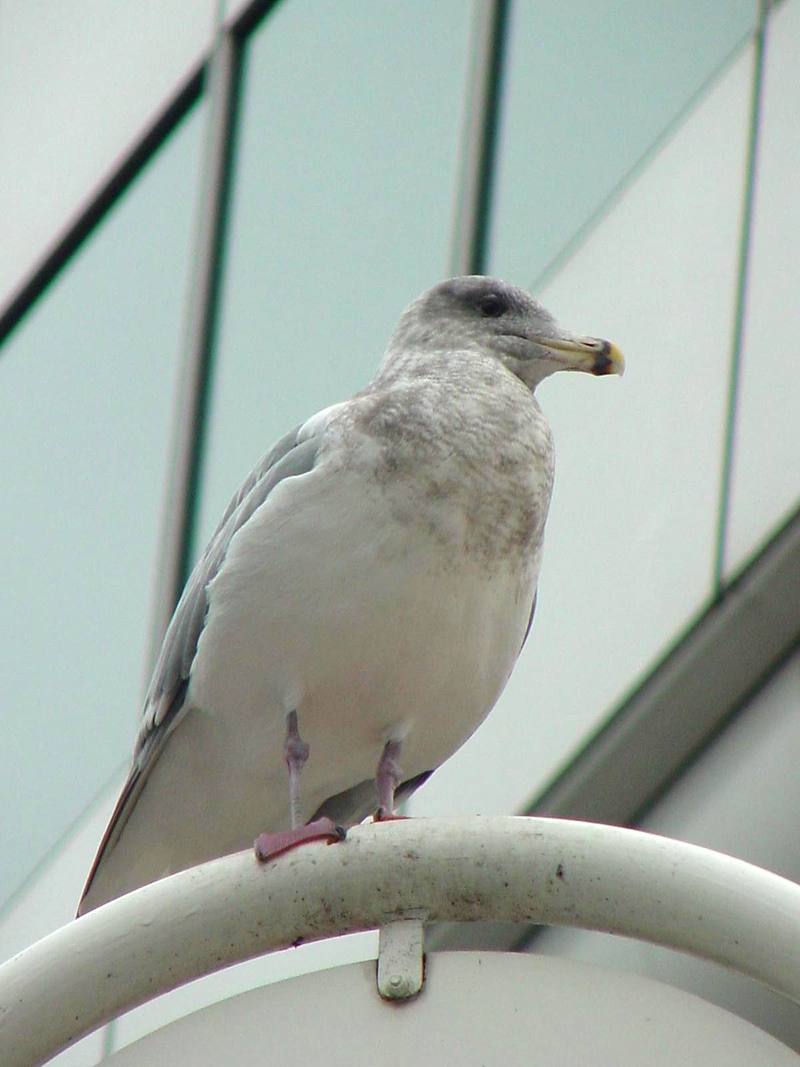 Herring gull; DISPLAY FULL IMAGE.