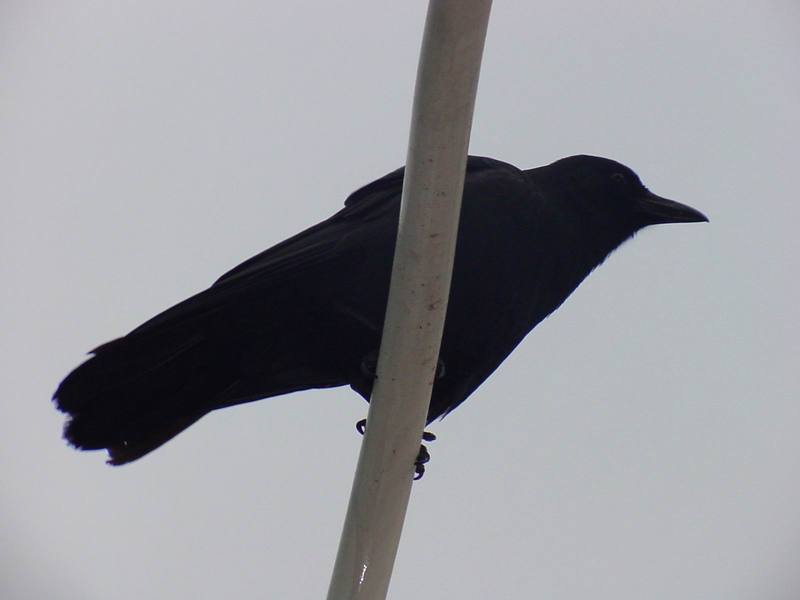 Common Raven; DISPLAY FULL IMAGE.