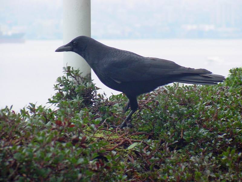 Common Raven; DISPLAY FULL IMAGE.