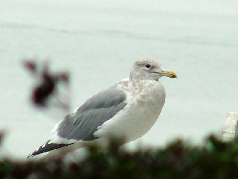 American Herring Gull; DISPLAY FULL IMAGE.