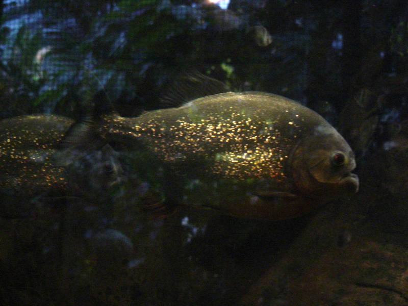 Gold Dust Piranha; DISPLAY FULL IMAGE.
