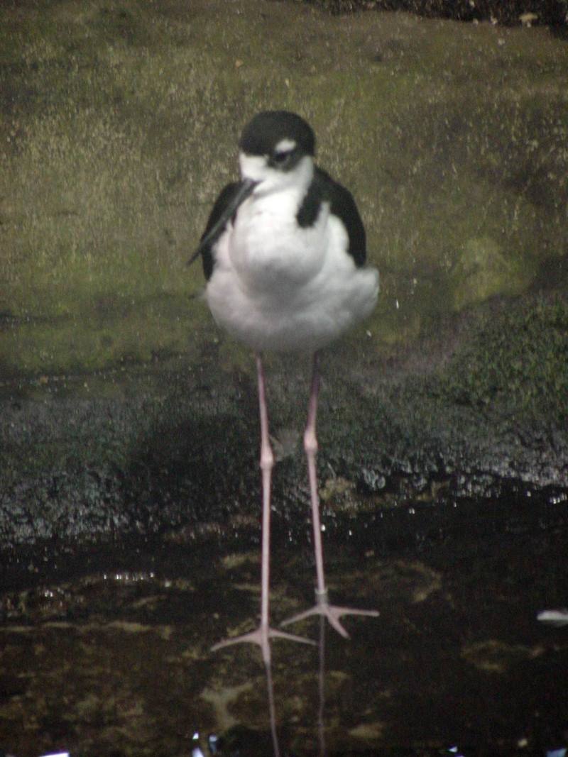 Black-winged Stilt; DISPLAY FULL IMAGE.