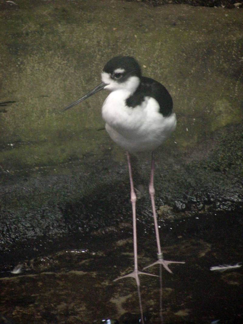 Black-winged Stilt; DISPLAY FULL IMAGE.
