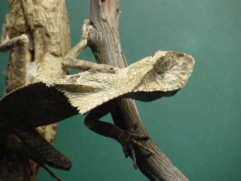 Casque-headed Lizard; DISPLAY FULL IMAGE.