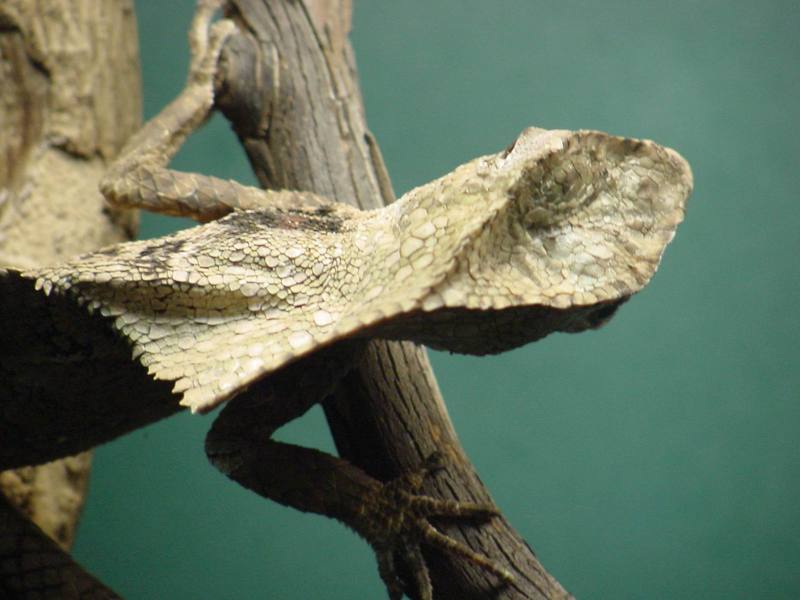 Casque-headed Lizard; DISPLAY FULL IMAGE.