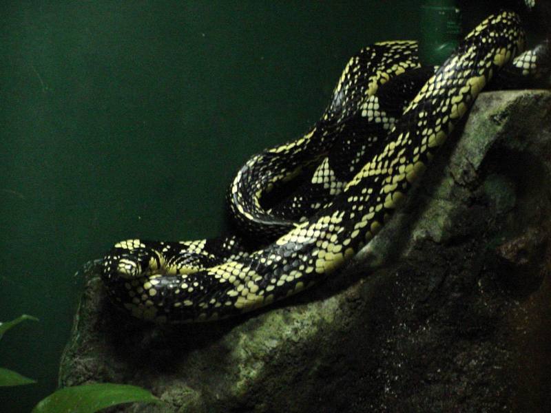 Unknown snake; DISPLAY FULL IMAGE.