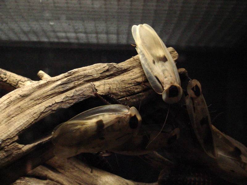 Giant Cockroaches (Blaberus giganteus) {!--아마존동굴바퀴-->; DISPLAY FULL IMAGE.