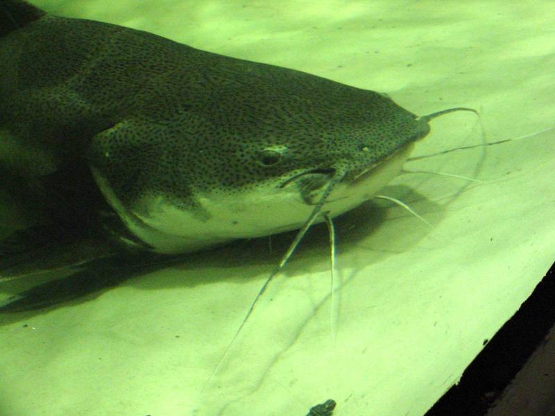 Redtail Catfish; DISPLAY FULL IMAGE.