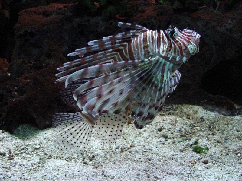 Lionfishes; DISPLAY FULL IMAGE.