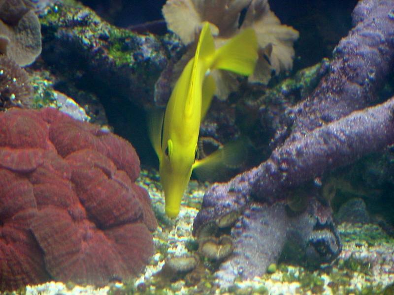 Yellow tang; DISPLAY FULL IMAGE.