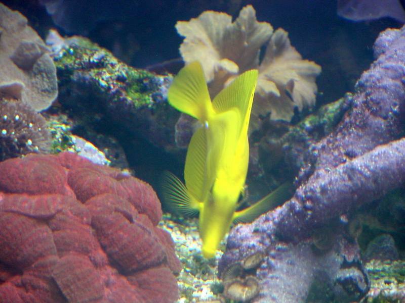 Yellow tang; DISPLAY FULL IMAGE.