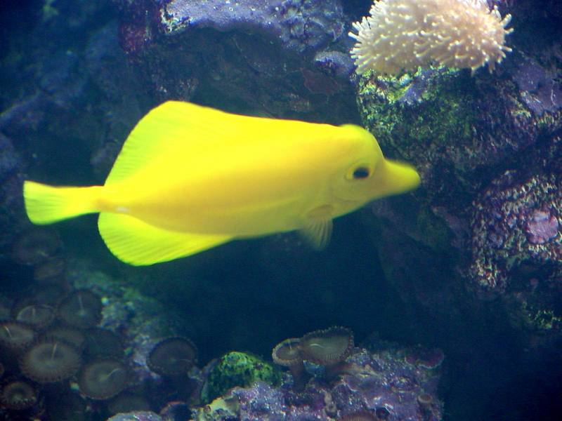 Yellow tang; DISPLAY FULL IMAGE.