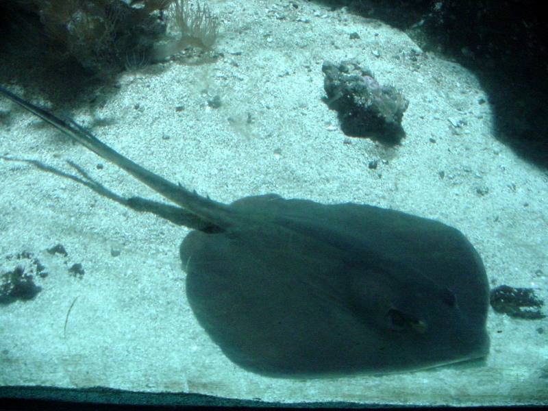 Eagle ray; DISPLAY FULL IMAGE.