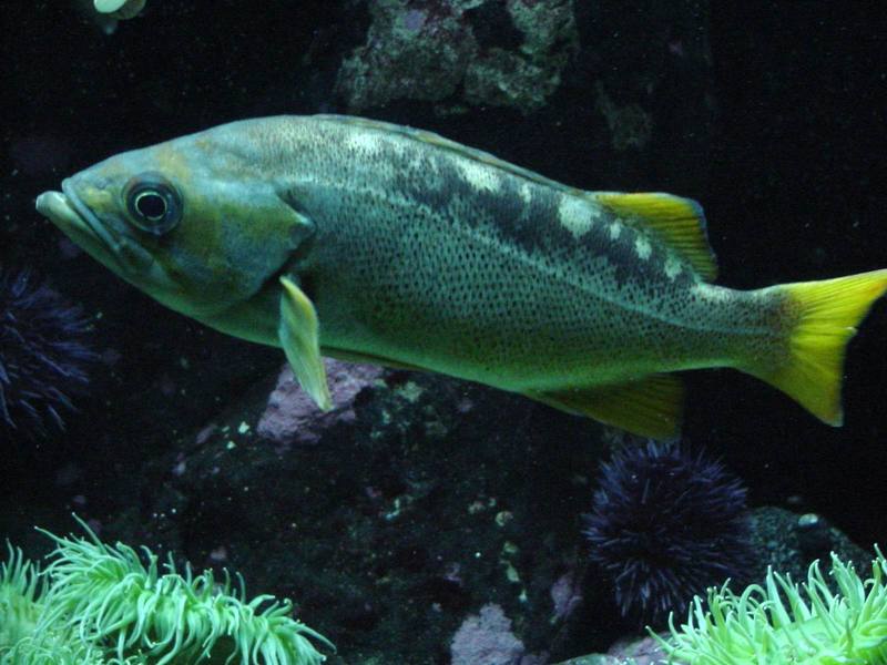 Yellow-tailed Grouper?; DISPLAY FULL IMAGE.