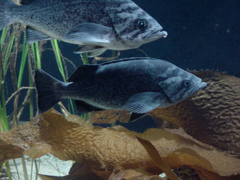 Groupers?; DISPLAY FULL IMAGE.
