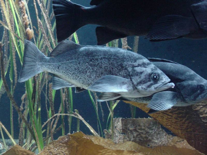 Groupers?; DISPLAY FULL IMAGE.