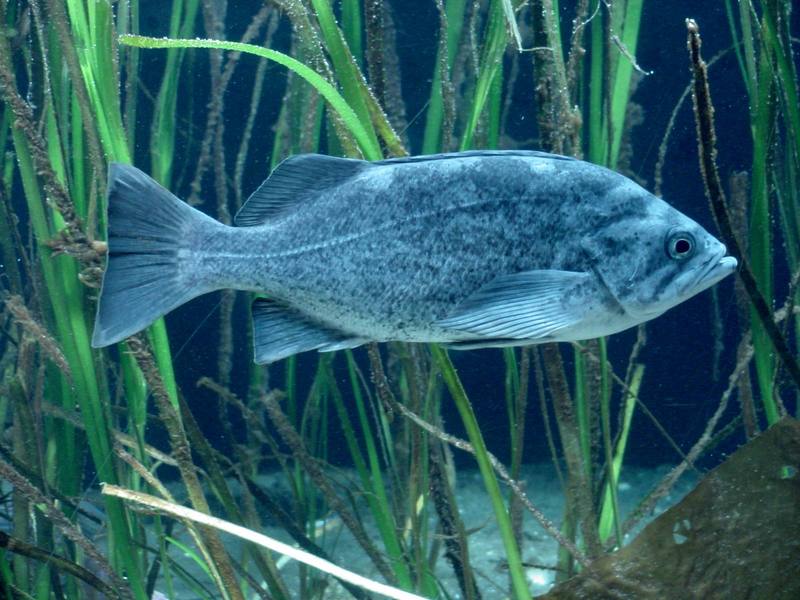 Grouper?; DISPLAY FULL IMAGE.