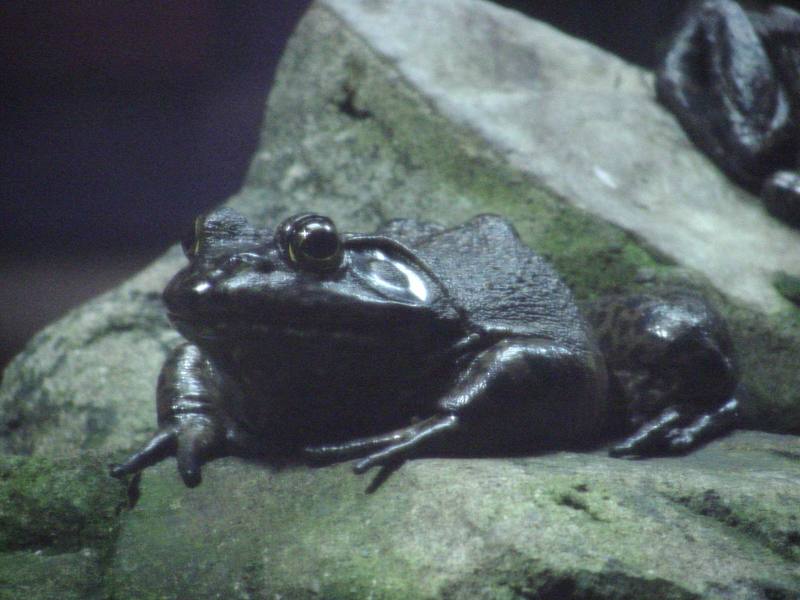 Bullfrog; DISPLAY FULL IMAGE.