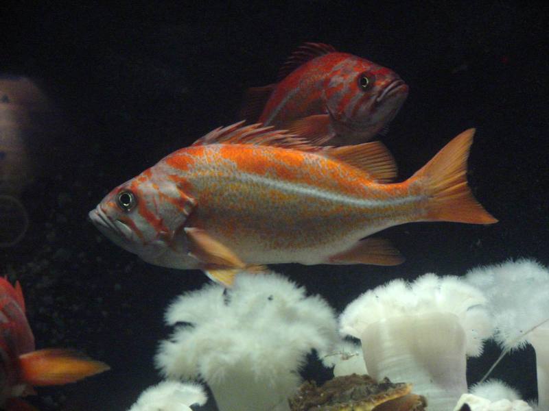 Groupers?; DISPLAY FULL IMAGE.