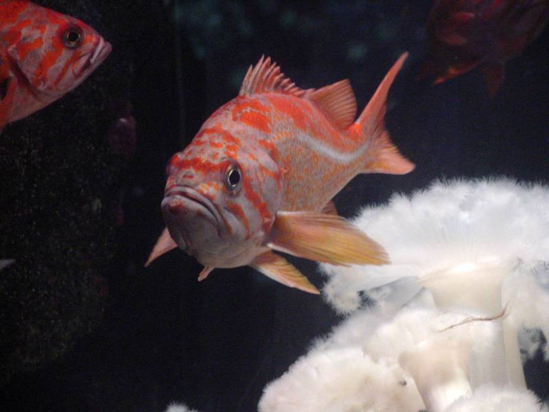 Groupers?; DISPLAY FULL IMAGE.