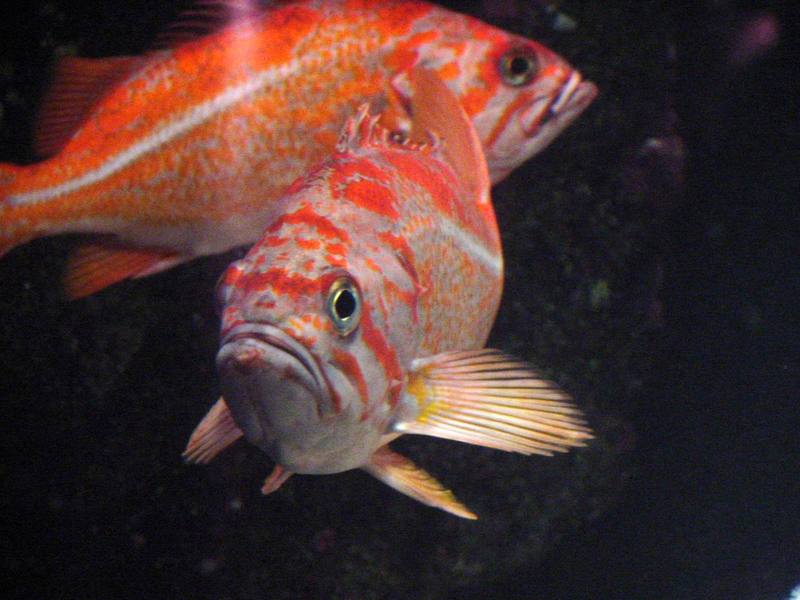 Groupers?; DISPLAY FULL IMAGE.