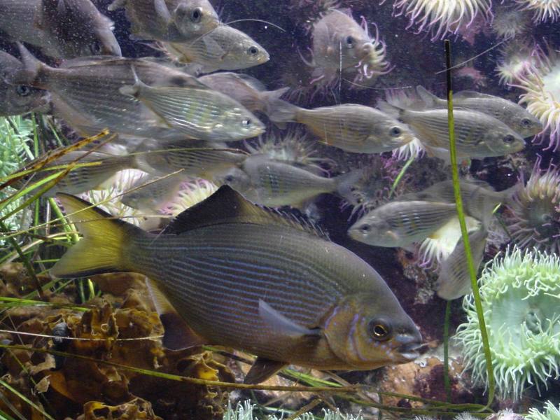 Fishes and sea anemones; DISPLAY FULL IMAGE.