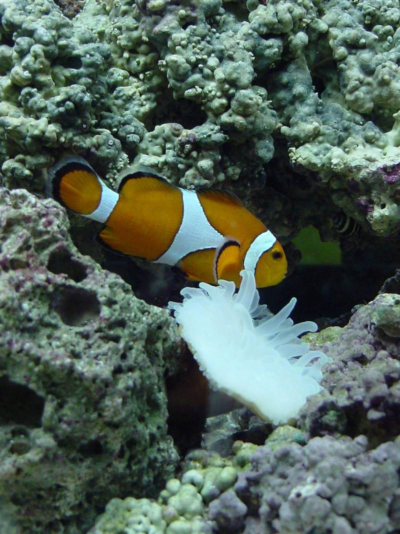 Common clownfish; DISPLAY FULL IMAGE.