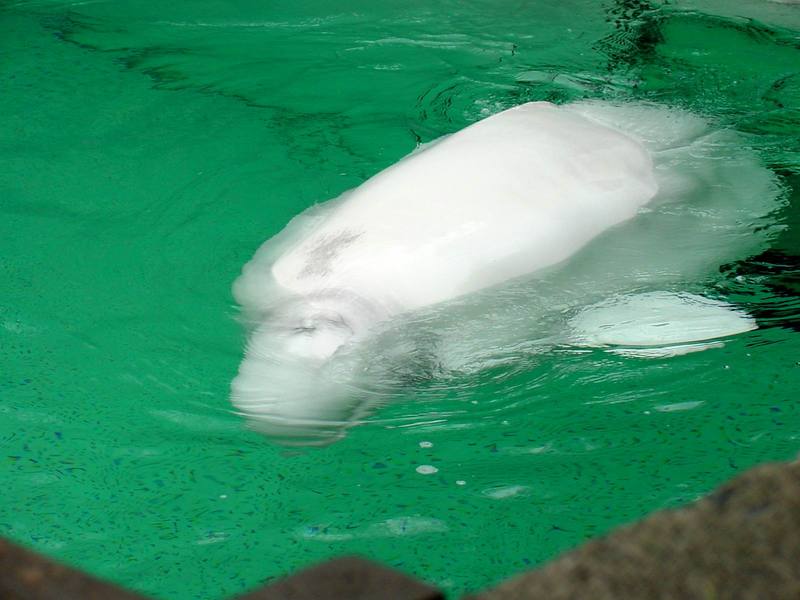 White Whale, Beluga (Delphinapterus leucas) - 흰고래; DISPLAY FULL IMAGE.