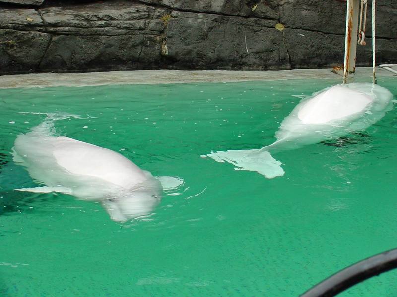 White Whale, Beluga (Delphinapterus leucas) - 흰고래; DISPLAY FULL IMAGE.